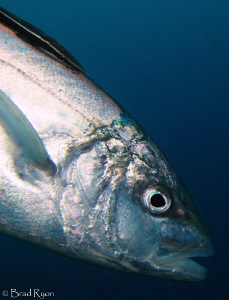 A Bar Jack (Caranx ruber) and its Sharksucker (Echeneis n... by Brad Ryon 
